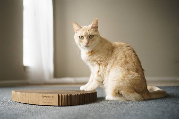 Cat Scratching Pad: Cornerstone Shape - Image 5