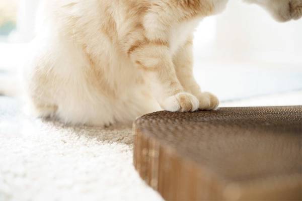 Cat Scratching Pad Rectangle Shape - Image 5