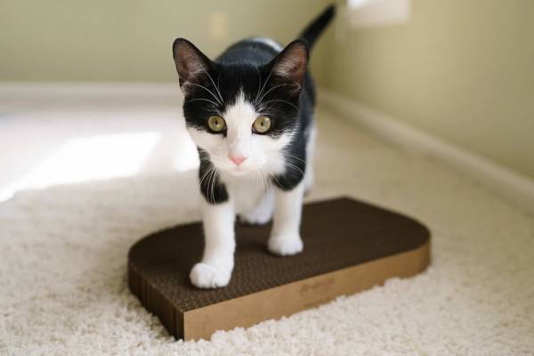 Cat Scratching Pad Rectangle Shape - Image 4